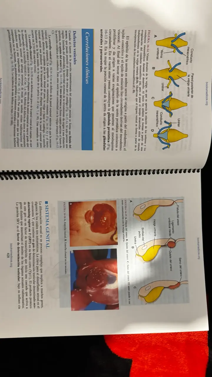 Libro Langman Embriología Médica 14ª Edición - 3