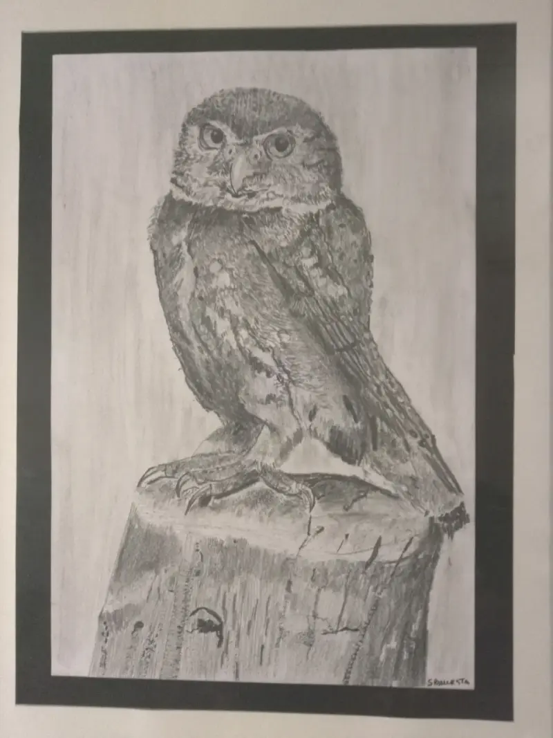 Cuadro de dibujo de búho enmarcado - 2