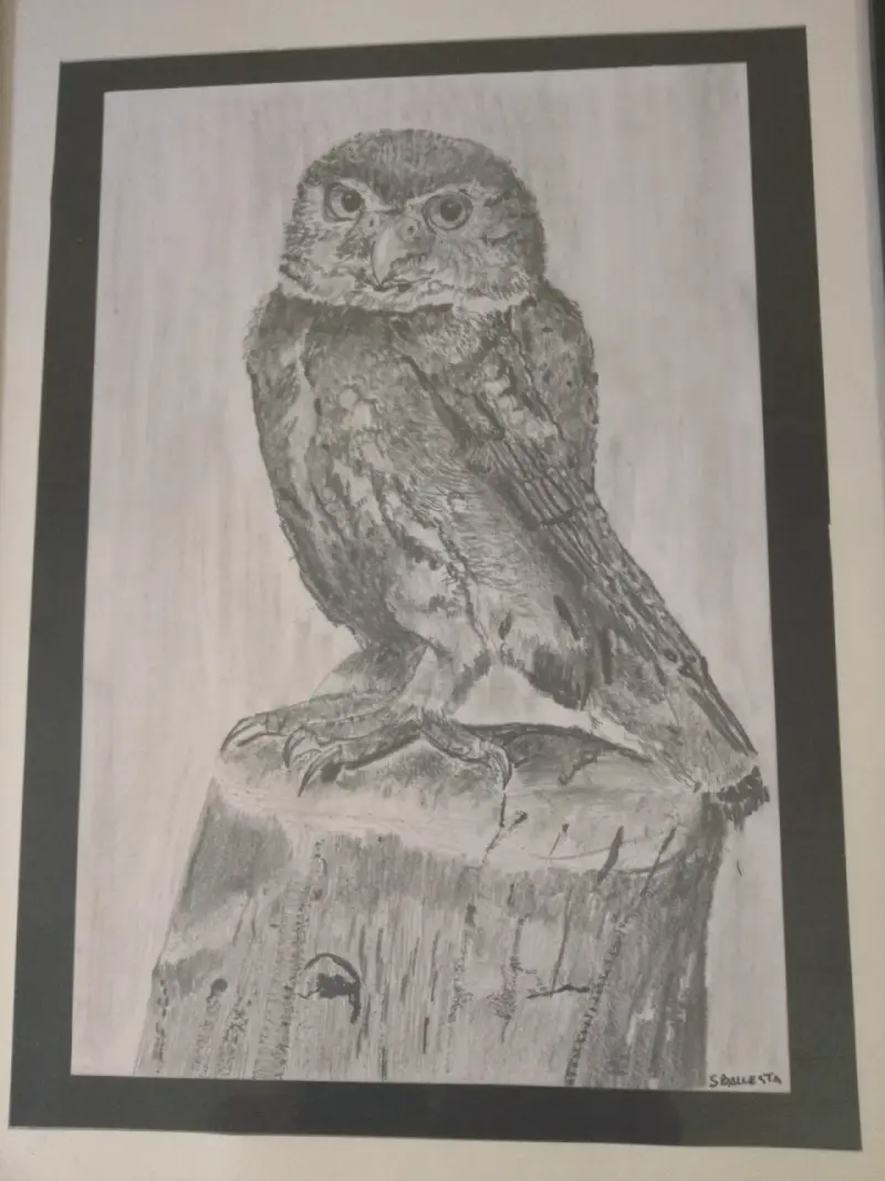 Cuadro de dibujo de búho enmarcado - 4