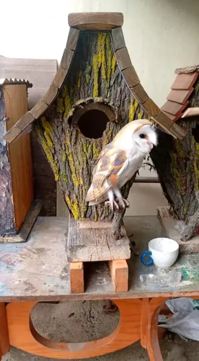 Casita de Madera para Aves con Diseño Rústico - miniatura 2