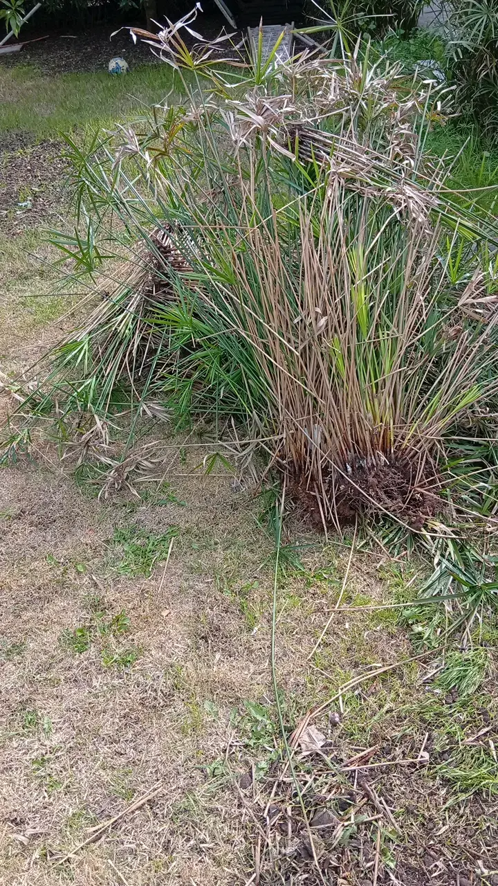 Planta de papiro para jardín