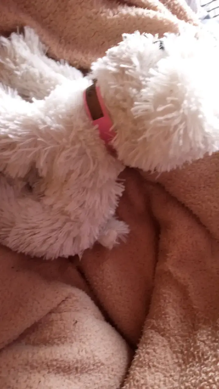 Peluche de perro blanco con collar rosa - 2