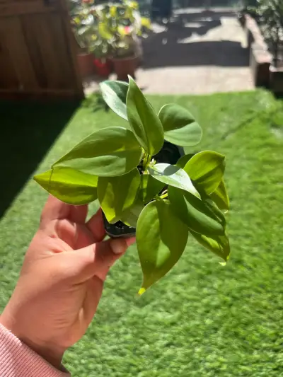 Plantin cordatum verde - miniatura 1