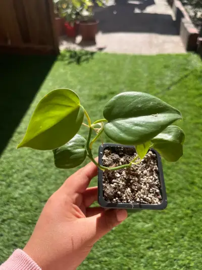 Plantin cordatum verde - miniatura 2