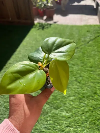 Plantin cordatum verde - miniatura 3