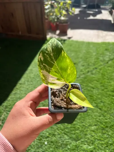 Plantin potus - miniatura 1