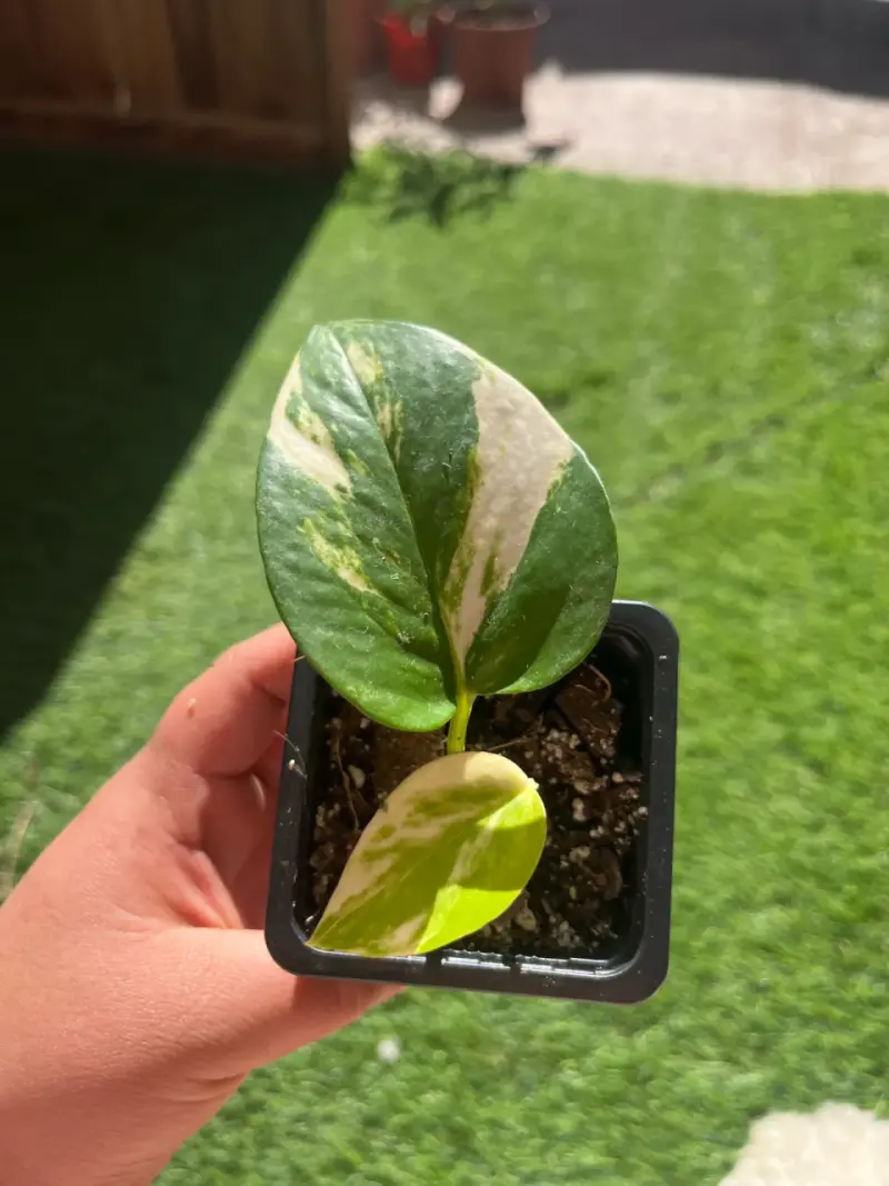 Plantin potus - 2