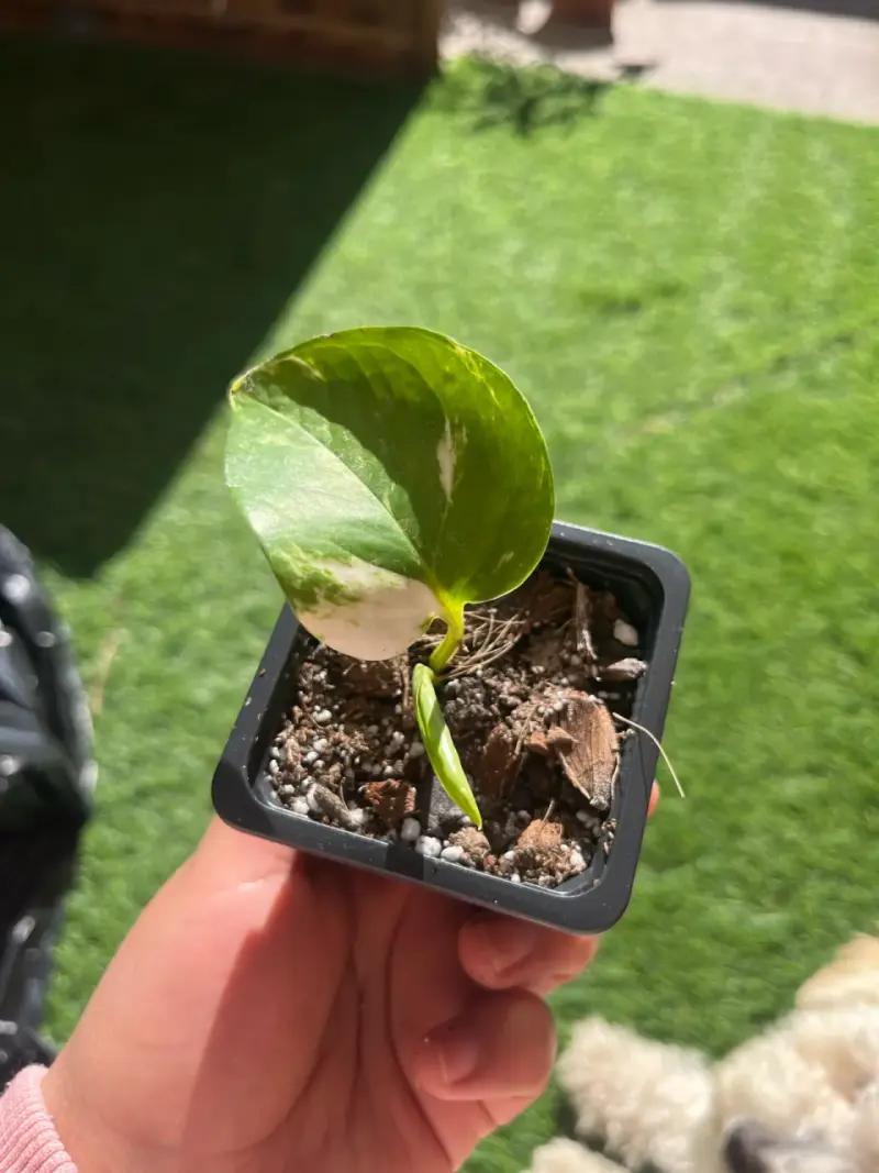 Plantin potus - 3