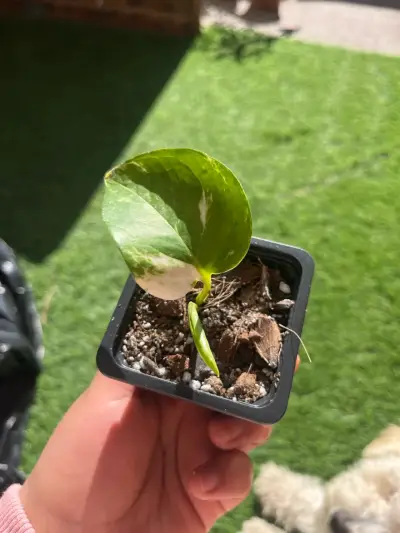 Plantin potus - miniatura 3