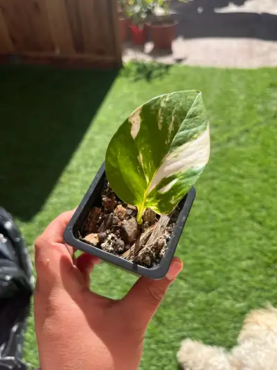 Plantin potus - miniatura 4