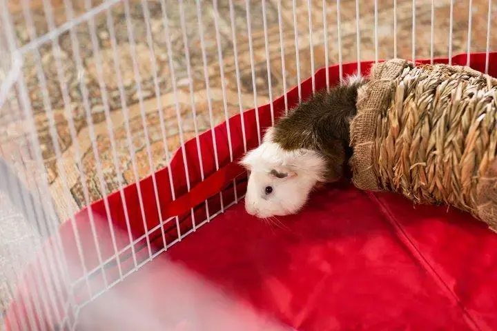 Túnel de hierba para mascotas pequeñas - 2