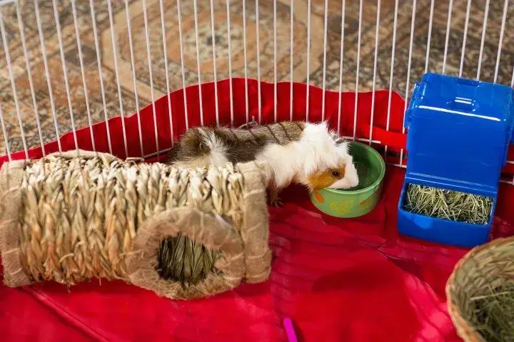 Túnel de hierba para mascotas pequeñas - 3
