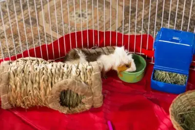 Túnel de hierba para mascotas pequeñas - miniatura 3