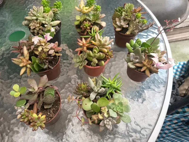 Conjunto de mini suculentas en macetas - 1