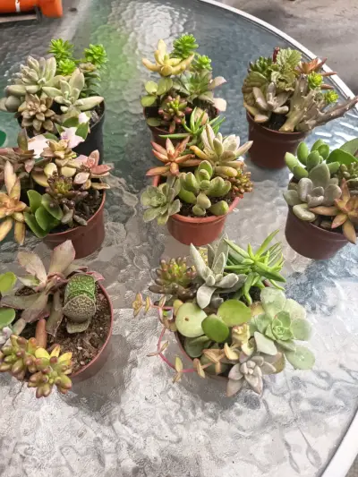 Conjunto de mini suculentas en macetas - miniatura 2