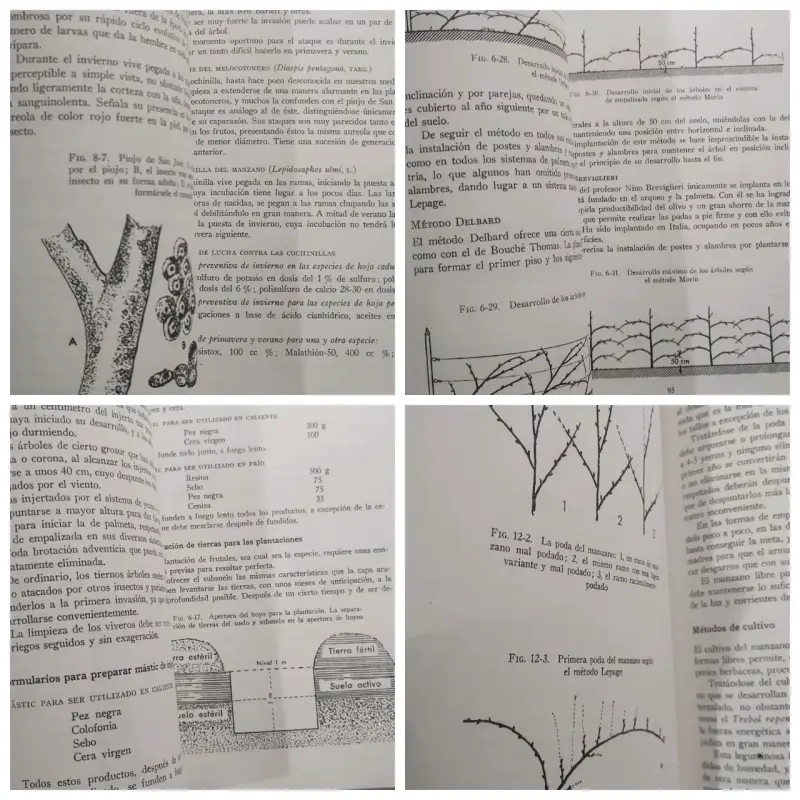 Libro Árboles Frutales Cultivo y Explotación Comercial - 5