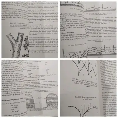 Libro Árboles Frutales Cultivo y Explotación Comercial - miniatura 5
