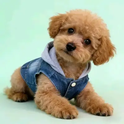 Chaleco de mezclilla para perro con capucha - miniatura 1
