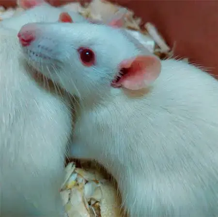 ratón de laboratorio