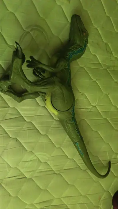 Figura de dinosaurio velociraptor articulada - miniatura 1