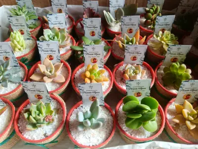 Suculentas en macetas decorativas variadas - miniatura 1