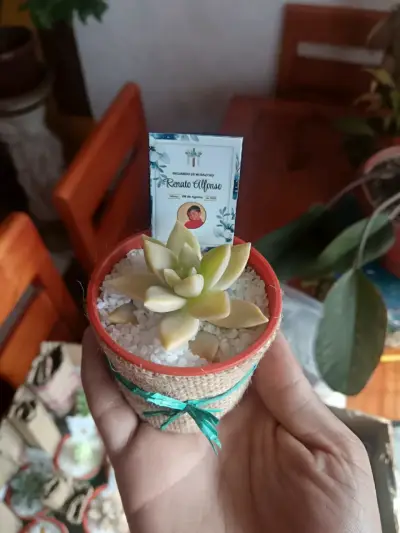 Suculentas en macetas decorativas variadas - miniatura 2