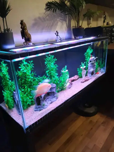 Pecera grande con decoración y plantas - miniatura 1