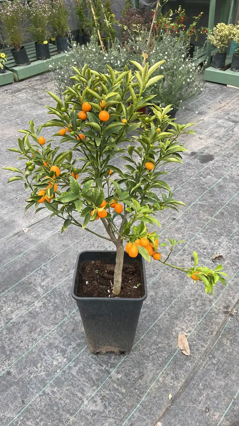 Naranjo kumquat con frutos en maceta