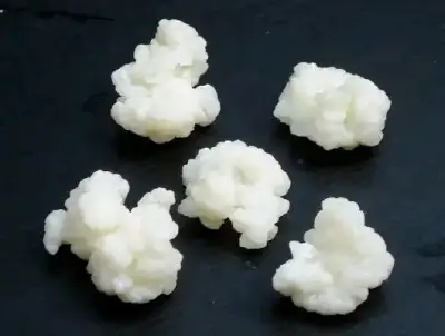 Granos de kéfir frescos para fermentación - miniatura 4