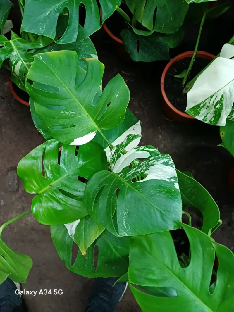 Planta Monstera Deliciosa en Maceta