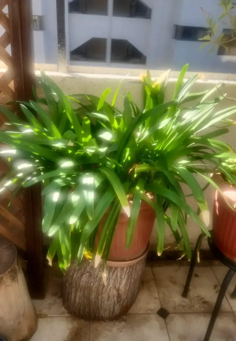 Planta de interior en maceta decorativa