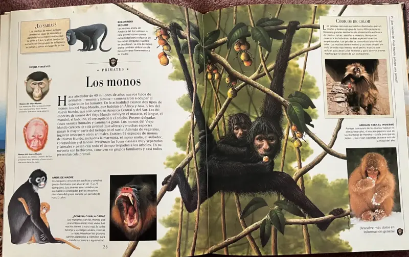 Libro ilustrado 'Mamíferos' de Descubrimientos - 2