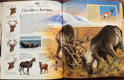 Libro ilustrado 'Mamíferos' de Descubrimientos - miniatura 3