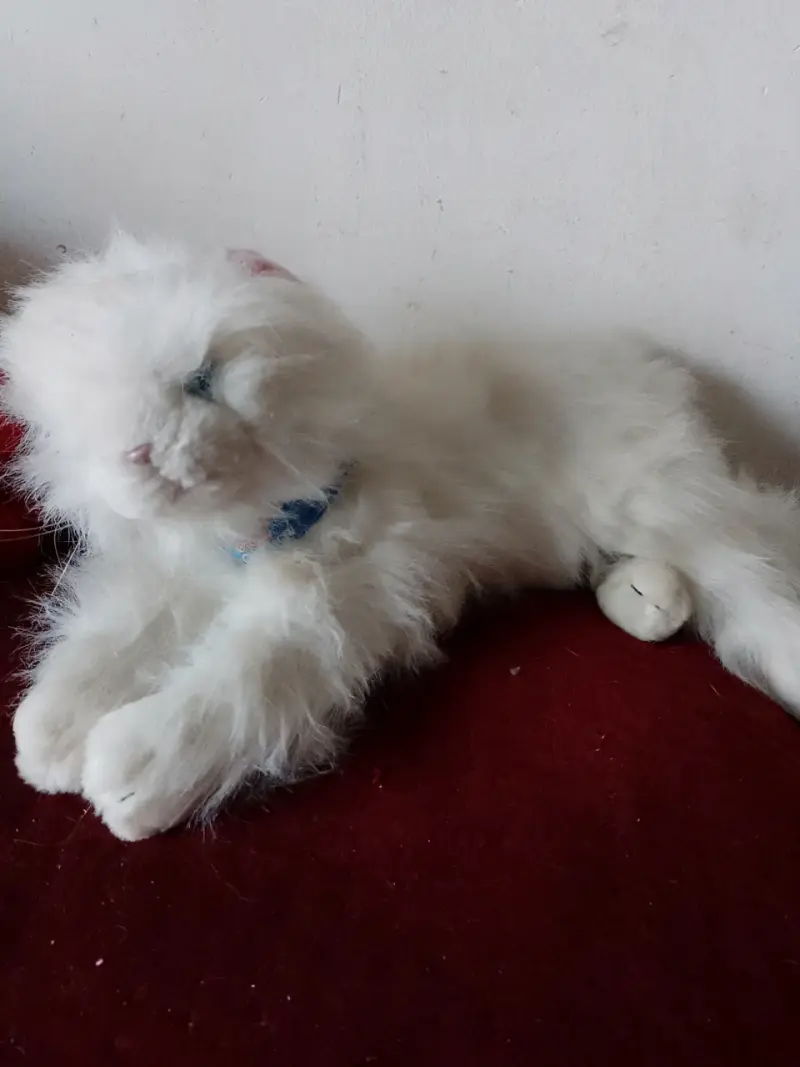 Peluche de gato blanco