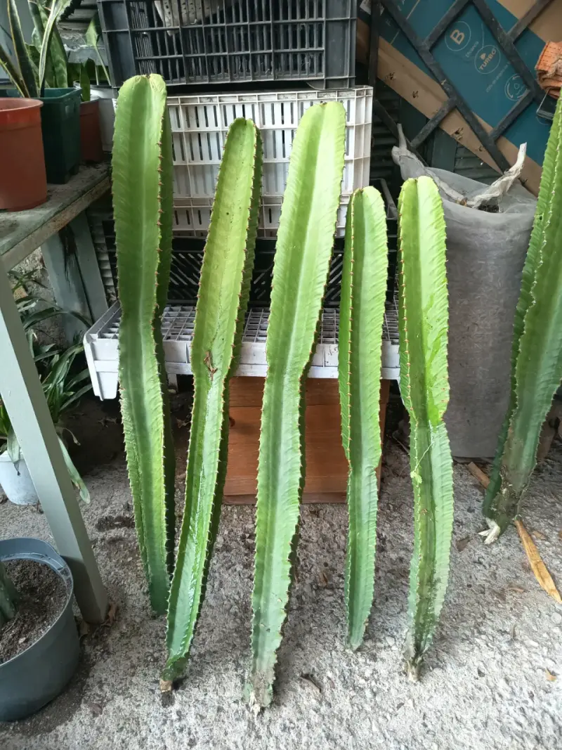 Esquejes de cactus columnares para jardín - 1