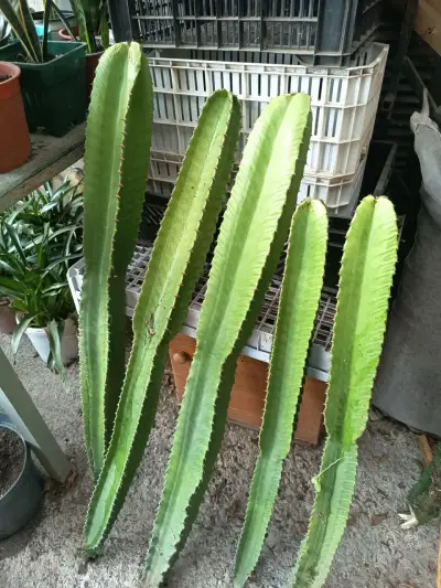 Esquejes de cactus columnares para jardín - miniatura 2