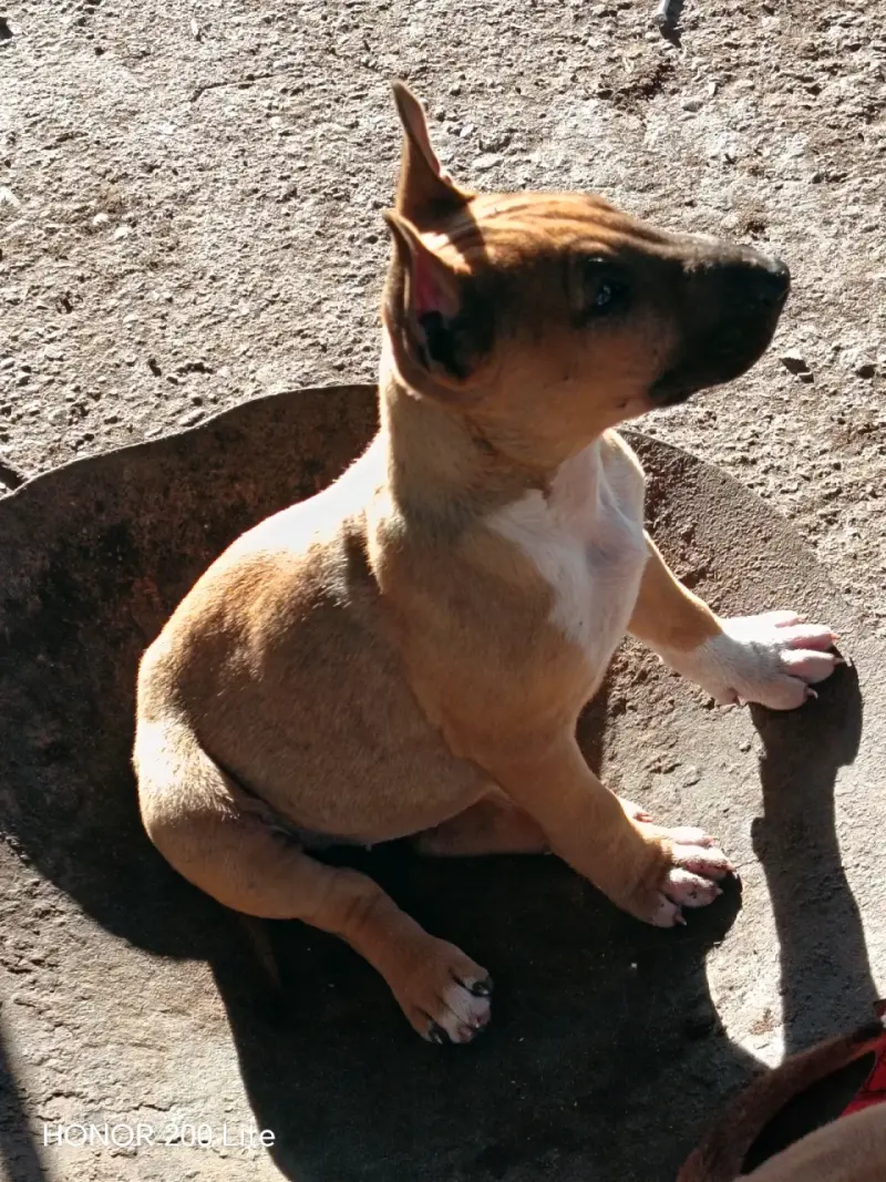 Cachorra