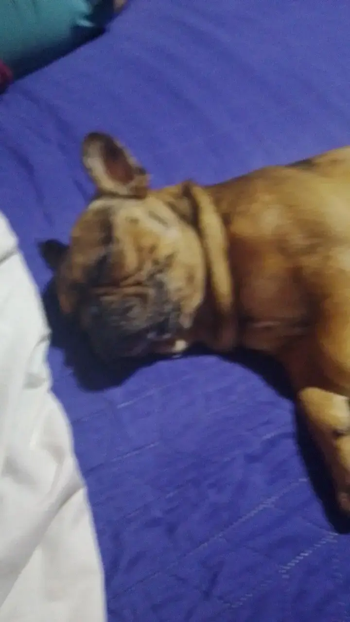 Perro bulldog si quieren tener mascota b🐕 - 1