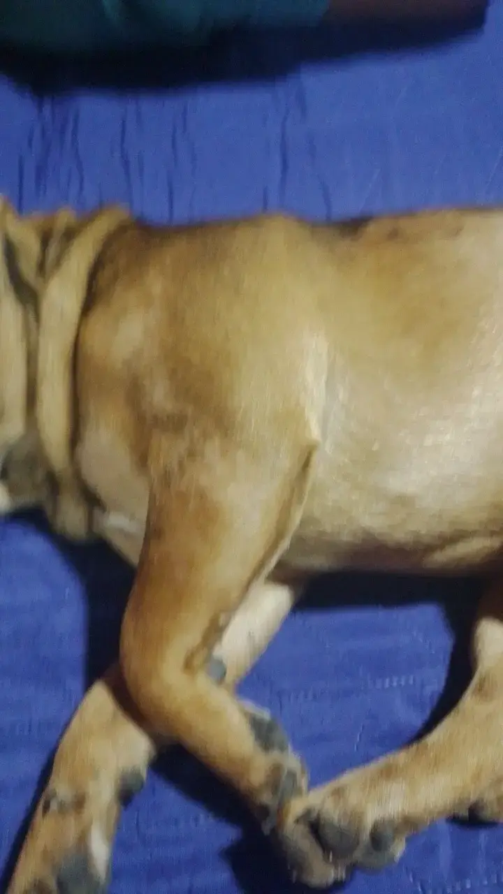 Perro bulldog si quieren tener mascota b🐕 - 2