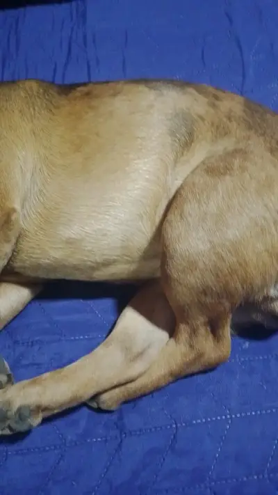 Perro bulldog si quieren tener mascota b🐕 - miniatura 3