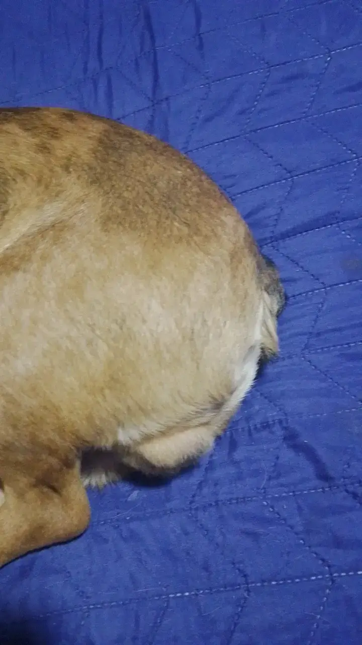 Perro bulldog si quieren tener mascota b🐕 - 4