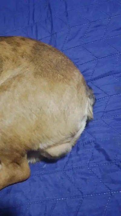 Perro bulldog si quieren tener mascota b🐕 - miniatura 4