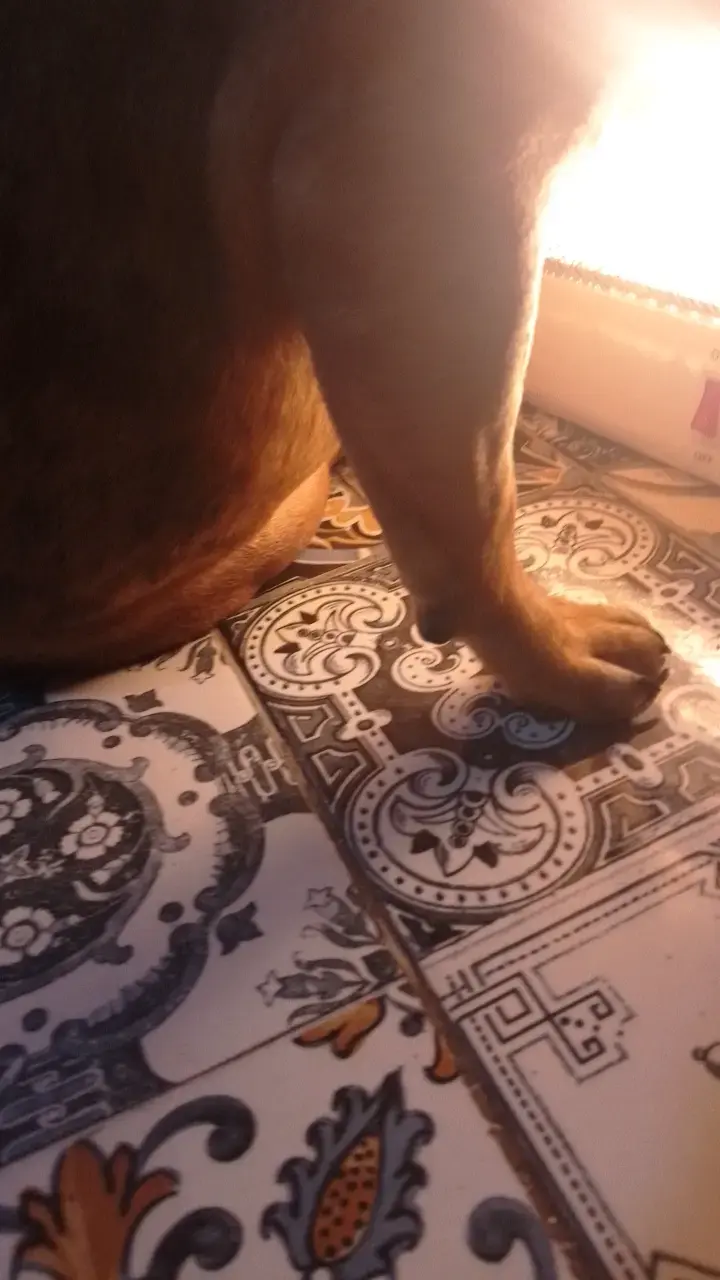 Perro bulldog si quieren tener mascota b🐕 - 5