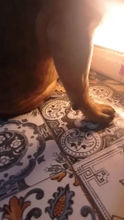 Perro bulldog si quieren tener mascota b🐕 - miniatura 5