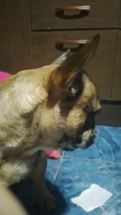 Perro bulldog si quieren tener mascota b🐕 - miniatura 6
