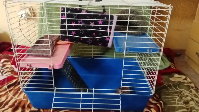 Jaulas para mascotas pequeñas con accesorios - 1