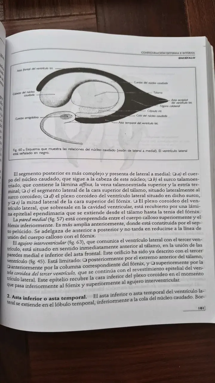 Libro Anatomía Humana Rouvière 11ª Edición - 2