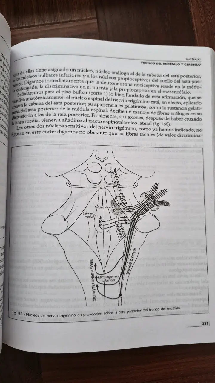 Libro Anatomía Humana Rouvière 11ª Edición - 3