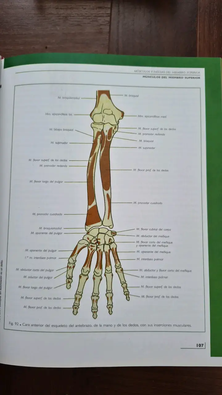 Libro Anatomía Humana Rouvière Tomo 3 Miembros - 3