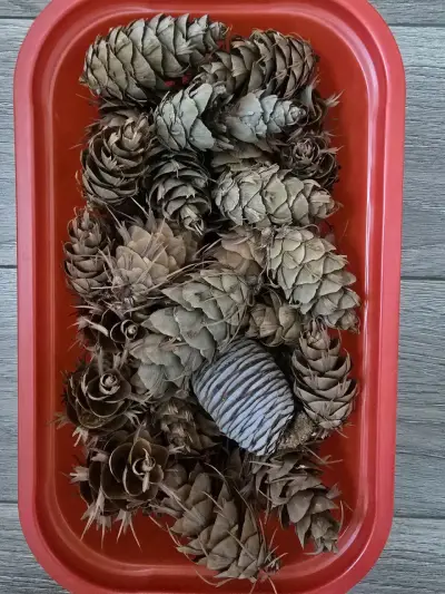 Piñas secas pequeñas decorativas  catidad 20 - miniatura 2